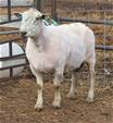 Sheep Trax Damon 117D